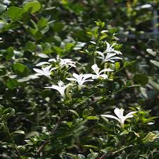 Image result for Turraea floribunda