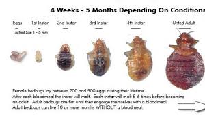 Hire the best pest control services in las vegas, nv on homeadvisor. Reviews Green Pro Pest Control Pest Control In Nevada Trustreviewers Com