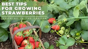 Check spelling or type a new query. How To Plant And Grow Strawberries Plus Tips For Growing Strawberries In Hot Climates Youtube