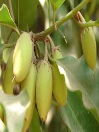 Image result for Mimusops elengi