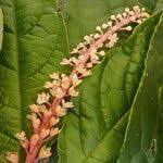 Image result for Hilleria latifolia