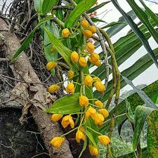 Image result for Eschenbachia stricta