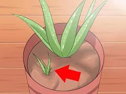 Buy ebanel 5% lidocaine topical numbing cream maximum strength 1.35 oz, numb 520 pain relief cream anesthetic cream infused with aloe vera, vitamin e, lecithin, allantoin, secured with child resistant cap on amazon.com free shipping on qualified orders How To Care For Your Aloe Vera Plant 10 Steps With Pictures