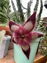 Image result for Alectra sessiliflora