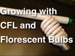 Maybe you would like to learn more about one of these? How To Grow Plants Using Cfl And Florescent Lights Growing Indoors Cheap Easy And Effective Youtube
