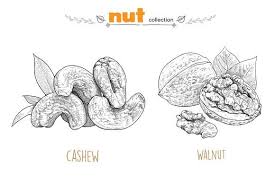Nut Collection 1 Art Style Collection Cashew