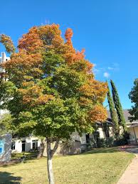 Image result for bigtooth maple