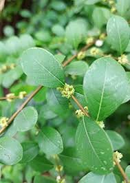 Image result for Flueggea