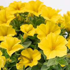 Image result for Chlorophytum perfoliatum