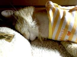 With a shelf life of 3 years and daily administration, you aminavast™ kidney support for cats provides the stellar formula to support healthy kidney function in your cat. Diy Pet Recovery Suits For Cats And Dogs