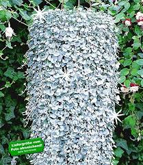 Baldur Garten Dichondra Silver Falls 3 Pflanzen Hangepflanze Fur Balkon Und Terrasse Silver Falls Plant Silver Plant