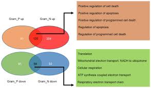 Identification Of Key Genes In Gram Positive And Gram