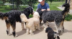 Find your new companion at nextdaypets.com. Bernedoodle Kennels F1b Mini Bernedoodle Puppies Nebraska Usa