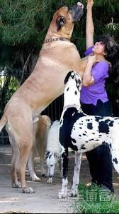 Jika teman teman kehabisan atau tidak dapat datang diskusi besok tapi berminat untuk memiliki versi cetak dari anjing galak penerbitan dapat menghubungi email kami di p.anjinggalak@gmail.com. Pin On Our Four Legged Friends