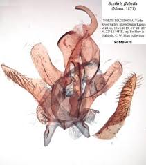 Image result for Scythris crypta