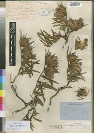 Image result for Blepharis stuhlmannii