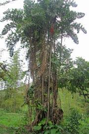 Image result for Aiphanes horrida