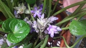 Image result for Cyanastrum