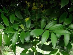 Image result for Nageia nagi