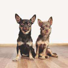 Casetas de madera para perros: New Hope Animal Rescue Alicante Nhara