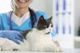 There is cat on the vet's desk in the office. Services and services in  veterinary clinics concept photo – Technology Image on Unsplash