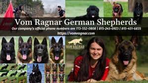 They cannot see or hear yet, or regulate their body temperature, and they require a lot of tender care from their mom. Best Family Dog German Shepherd Breeder Training New Puppies Announced