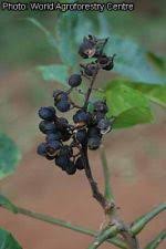 Image result for Zanthoxylum holtzianum