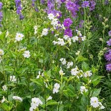 Image result for Browallia americana