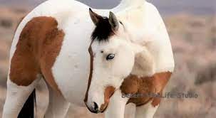 10 Best Horse Breeds For Beginners First Time Owners