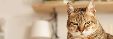 Sure, but if scientists are beginning to research dogs' abilities to detect cancer, perhaps they should explore the secret power of cats as well. Are Cats Protective Of Their Humans