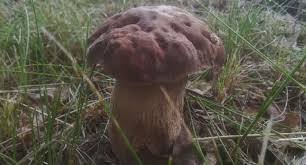 Sezon grzybowy otwiera się już w środku wiosny, chociaż w tym czasie grzyby nie rosną bardzo dobrze. Grzyby W Borach Tucholskich Juz Sie Pojawily Jakie Gatunki Rosna Swiecie Nswiecie Pl