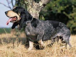 Epingle Sur Grands Moyens Chiens Races