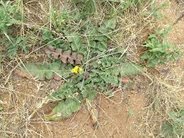 Image result for Nicolasia nitens