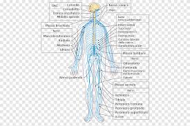 In ms, the immune system attacks the protective sheath (myelin) that covers nerve fibers and causes communication problems between your brain and the rest of your body. Peripheral Nervous System Nerve Human Body Central Nervous System Brain Angle People Png Pngegg