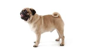 Why Do Pugs Die Early Bas And Pug Dog Encephalitis
