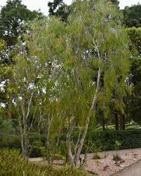 Image result for Melaleuca leucadendron