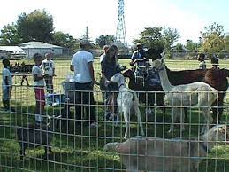 Maybe you would like to learn more about one of these? Petting Zoo Pony Rides Reptile Shows Bird Shows