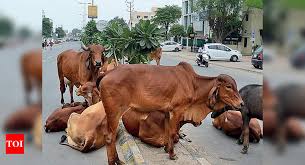 Cattle-owners attack VMC team