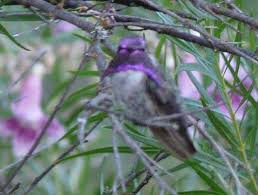 Several of the varieties within this selection will attract birds directly through their seeds and seed heads, whilst others will attract insects which in turn will attract birds. California Birds In Your Native Plant Garden