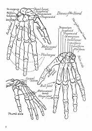 Pin By Ashly Moore On School Work Anatomy Coloring Book Human Anatomy Anatomy Bones