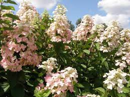Maybe you would like to learn more about one of these? Hydrangea Paniculata Mega Mindy Ilvomindy Laubgeholze Sortiment Shop Kordes Jungpflanzen