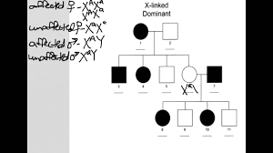 x linked dominant pedigree