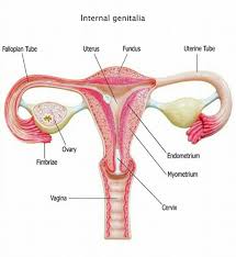 Media in category female human anatomy. Internal Genitalia Of The Female Femininehealthlens Facebook