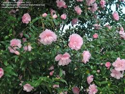 Camellia Sasanqua Cotton Candy The Cotton Candy Camellia Is Moderately Growing Evergreen Shrub Front Yard Plants Bloom Where You Are Planted Butterfly Garden