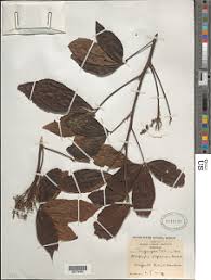 Image result for Allophylus abyssinicus