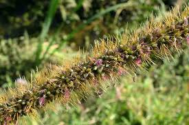 Image result for Setaria incrassata