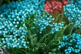 Image result for Blumea squarrosa