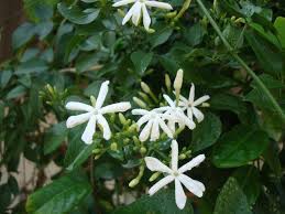 As a verb climber is. Jasminum Grandiflora Or Jasmine Climber 80 100cm Buy Online Green Souq Uae