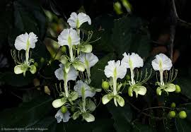 Image result for Berlinia