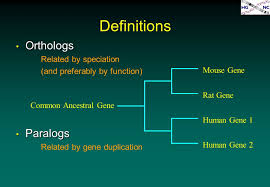 Human Mouse Orthologous Gene Nomenclature Humot Hugo Gene Nomenclature Committee Hgnc Matt Wright Ppt Download